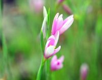 Soft pink flowers in spikes.